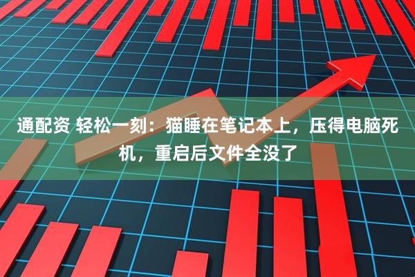 通配资 轻松一刻：猫睡在笔记本上，压得电脑死机，重启后文件全没了